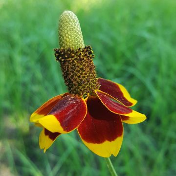 Ratibida columnifera - Cappello messicano