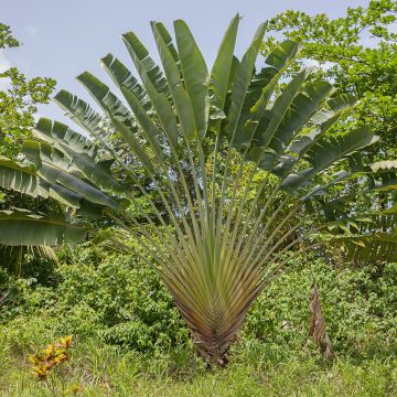 Ravenala madagascariensis (semi) - Palma del viaggiatore