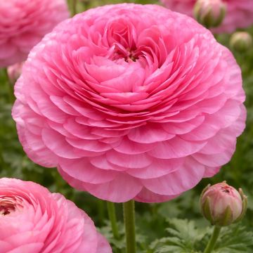 Ranuncolo asiatico Supreme Pink – Ranunculus asiaticus