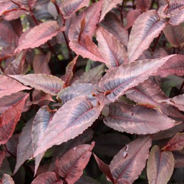 Persicaria microcephala Red Dragon Persicaria microcephala Red Dragon
