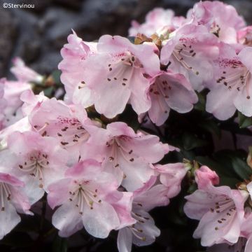 Rhododendron Cilpinense Rhododendron Cilpinense