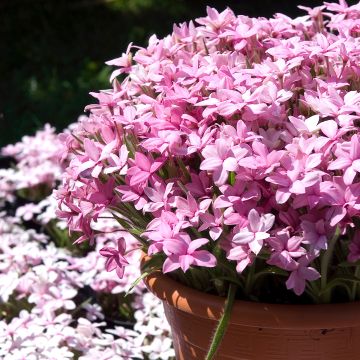 Rhodoxis Abigail Rhodoxis Abigail