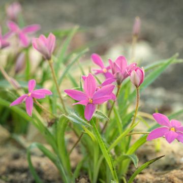 Rhodoxis Hebron Farm Rose Rhodoxis Hebron Farm Rose