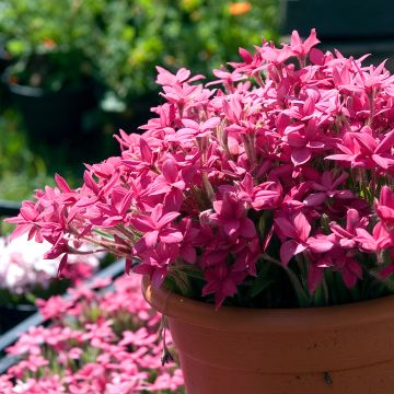 Rhodoxis Red Alert Rhodoxis Red Alert