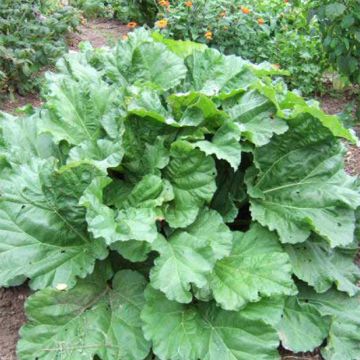 Rheum Victoria (Bio) - Rabarbaro