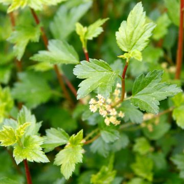 Ribes alpinum Schmidt - Ribes alpino
