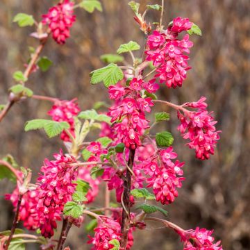 Ribes sanguigno Koja