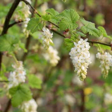 Ribes sanguigno White Icicle