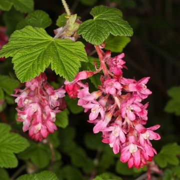 Ribes sanguigno Pulborough Scarlet