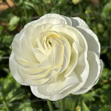 Ranuncolo asiatico Romance Courchevel – Ranunculus asiaticus