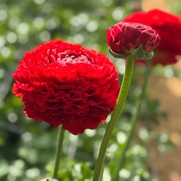 Ranuncolo asiatico Romance Get Lucky – Ranunculus asiaticus