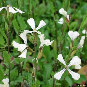 Rucola (piante)