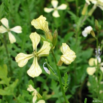 Rucola ibrida