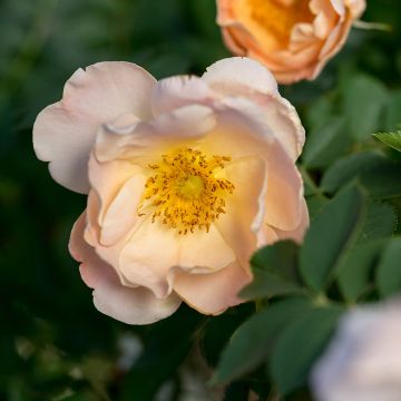 Rosa rampicante Above and Beyond