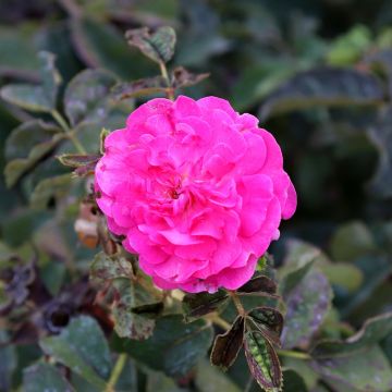 Rosa (x) damascena - Rosa di Damas