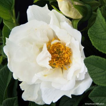 Rosa rugosa Angelia White