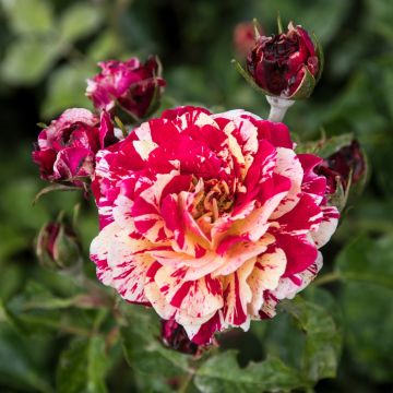 Rosa polyantha Abracadabra