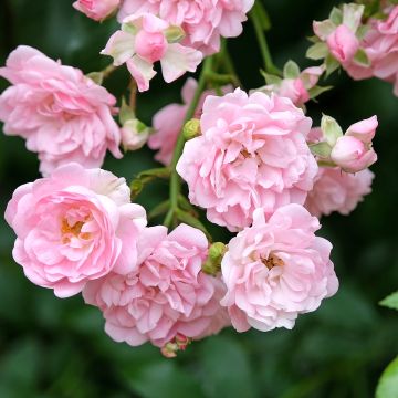 Rosa ad alberello The Fairy Rosa ad alberello The Fairy