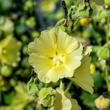 Alcea rugosa - Malvarosa