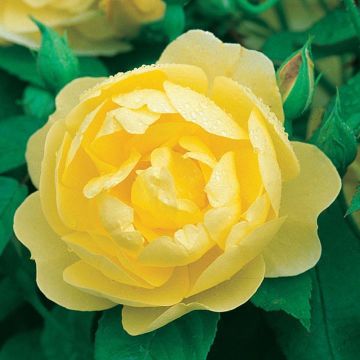 Rosa Blythe Spirit