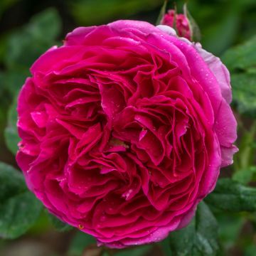 Rosa Heathcliff