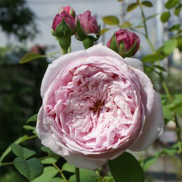 Rosa Spirit of Freedom