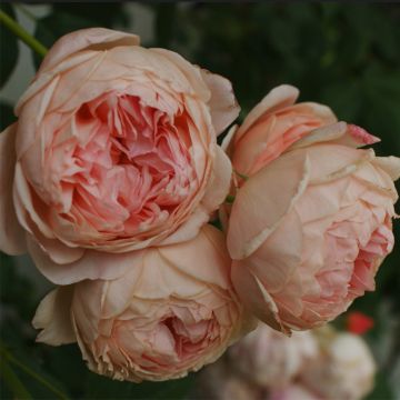 Rosa William Morris