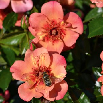 Rosa tappezzante Baia