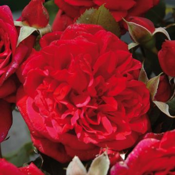 Rosa Generosa L'Ami des Jardins