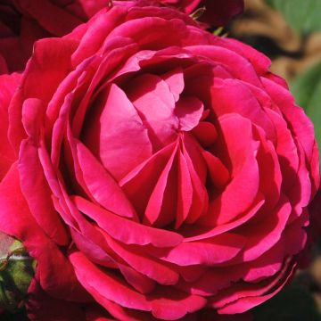 Rosa Generosa Michel Jonasz