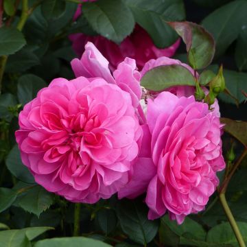 Rosa rampicante Allegro
