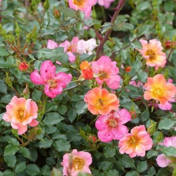 Rosa ad alberello Happy Chappy