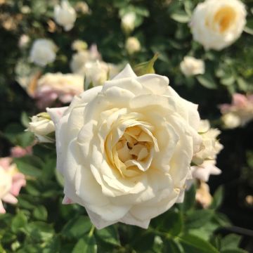Rosa ad alberello Honeymilk