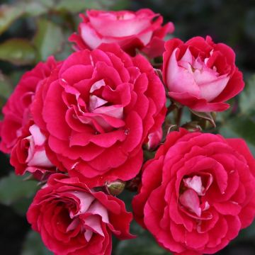 Rosa tappezzante Lilliputs Corazon