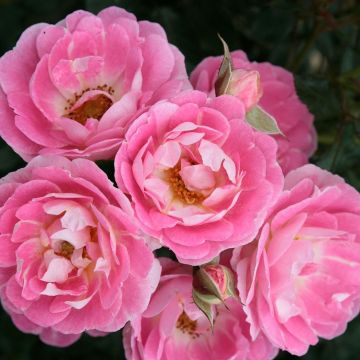 Rosa tappezzante Lilliputs Flirt 2011