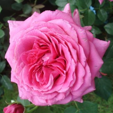 Rosa Generosa Maison Francaise