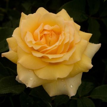 Rosa Sophia Renaissance