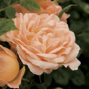Rosa tappezzante Rosier nain Sweet Dream