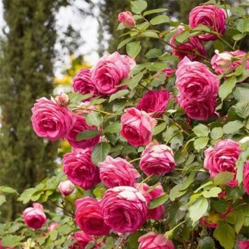 Rosa ad alberello Cyclamen Pierre de Ronsard