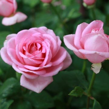 Rosa Gérard Depardieu - Rose ibrida di tea