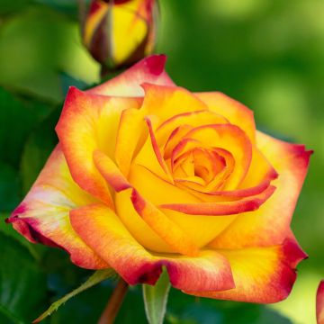 Rosa Floribunda Planter's Punch Rosa Floribunda Planter's Punch