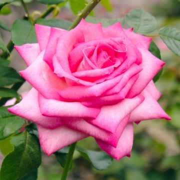 Rosa Wedding Bells