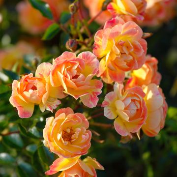 Rosa polyantha Bees Paradise Fruity