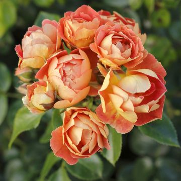 Rosa polyantha Bees Paradise Mango