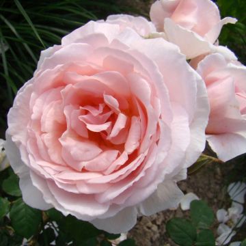 Rosa polyantha Caroline's Heart