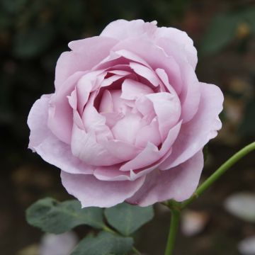 Rosa moderno Novalis