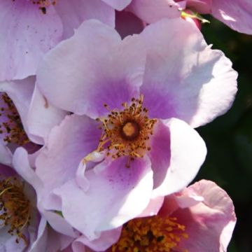 Rosa Floribunda Orienta Laila