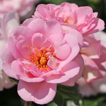 Rosa Floribunda Orienta Magnolia