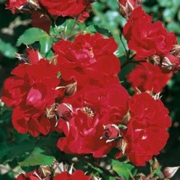 Rosa ad alberello Vittel