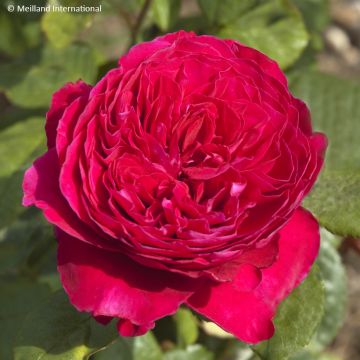 Rosa Alain Souchon - Rose ibrida di tea